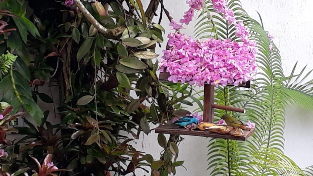 Suites Beija-Flor 帕拉蒂 外观 照片