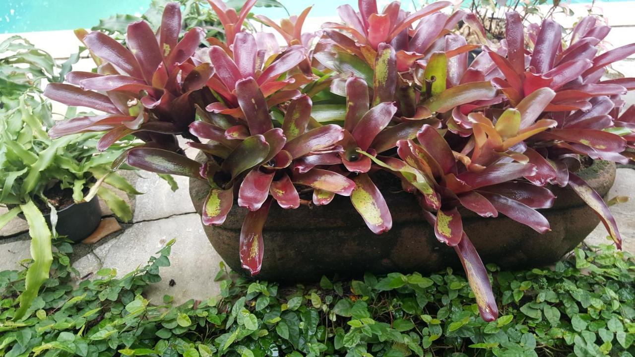 Suites Beija-Flor 帕拉蒂 外观 照片